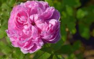 Gärten & Parks - Staudenpflanzen Rosen mit rosafarbenen Blüten 04.JPG