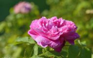 Gärten & Parks - Staudenpflanzen Rosen mit rosafarbenen Blüten 08.JPG