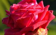 Gärten & Parks - Staudenpflanzen Rosen mit roten Blüten 02.JPG