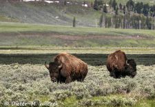 North American Bison - Bison in the prairie grass, Yellowstone National Park.JPG