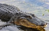 Reptilien, Krokodile - Mississippi Alligator_Alligator missisippiensis_American Alligator 05.JPG