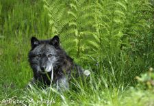 Tiere der Great Plains - Amerikanischer Grauwolf.JPG