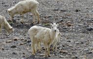 Tiere, Säugetiere - Alaska Schneeschaf 06.JPG