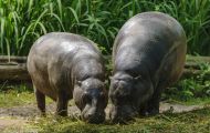 Tiere, Säugetiere - Huftiere   Flusspferd_Hippopotamus amphibius_Hippopotamus 01.JPG