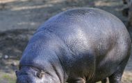 Tiere, Säugetiere - Huftiere   Flusspferd_Hippopotamus amphibius_Hippopotamus 05.JPG
