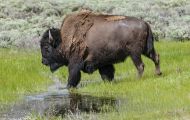 Tiere, Säugetiere - Huftiere  Amerikanischer Bison_Bison bison_Bison 05.JPG