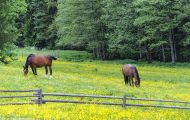 Tiere, Säugetiere - Huftiere  Bayerisches Warmblut_Bavarian Warmblood 03.JPG