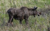 Tiere, Säugetiere - Huftiere  Elch_Alces alces_Moose 07.JPG