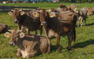Tiere, Säugetiere - Huftiere  Hausrind_Bos primigenius taurus_Domestic Cattle 01.JPG