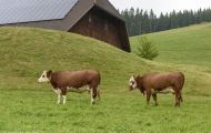 Tiere, Säugetiere - Huftiere  Hausrind_Bos primigenius taurus_Domestic Cattle 08.JPG