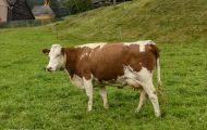 Tiere, Säugetiere - Huftiere  Hausrind_Bos primigenius taurus_Domestic Cattle 09.JPG
