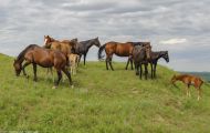 Tiere, Säugetiere - Huftiere  Wildpferde_Wildpferd_Mustang 07.JPG