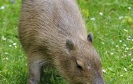 Tiere, Säugetiere - Nagetiere  Capybara_Hydrochaeris hydrochaeris_Capybara 01.JPG