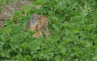 Tiere, Säugetiere - Nagetiere  Kolumbiaziesel_Spermophilus columbianus_Columbian Ground Squirrel 04.JPG