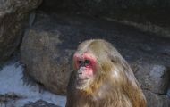 Tiere, Säugetiere - Primaten  Bärenmakak_Macaca_Macaca 06.JPG