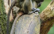 Tiere, Säugetiere - Primaten  Brazza Meerkatze_Cercopithecus neglectus_De Brazza's Monkey 05.JPG