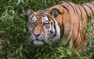 Tiere, Säugetiere - Raubtiere  Sibirischer Tiger_Panthera tigris altaica_Siberian Tiger 05.JPG