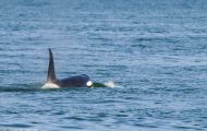 Tiere, Säugetiere -Zahn- & Bartenwale  Schwertwal_Orcinus Orca_Killer Whale 07.JPG