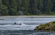 Tiere, Säugetiere -Zahn- & Bartenwale  Schwertwal_Orcinus Orca_Killer Whale 09.JPG