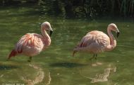 Tiere, Vögel - Flamingos  Rosaflamingo_Phoenicopterus roseus_Greater Flamingo 06.JPG