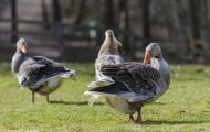 Tiere, Vögel - Gänsevögel  Graugans_Anser anser_Western Greylag Goose 02.JPG