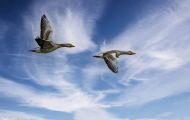 Tiere, Vögel - Gänsevögel  Graugans_Anser anser_Western Greylag Goose 15.JPG