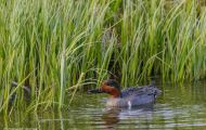Tiere, Vögel - Gänsevögel  Nordamerikanische Krickente_Anas carolinensis_Green-Winged Teal 06.JPG