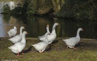 Tiere, Vögel - Gänsevögel  Schneegans_Chen caerulescens_Snow Goose 03.JPG