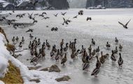 Tiere, Vögel - Gänsevögel  Stockente_Anas platyrhynchos_Mallard 09.JPG