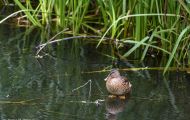 Tiere, Vögel - Gänsevögel  Stockente_Anas platyrhynchos_Mallard 14.JPG