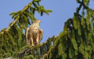 Tiere, Vögel - Greifvögel Mäusebussard_Buteo buteo_Common Buzzard 01.JPG