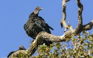 Tiere, Vögel - Greifvögel Rabengeier_Coragyps atratus_Black Vulture 06.JPG
