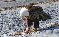Tiere, Vögel - Greifvögel Weißkopfseeadler_Haliaeetus leucocephalus_Bald Eagle 13.JPG