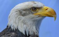 Tiere, Vögel - Greifvögel Weißkopfseeadler_Haliaeetus leucocephalus_Bald Eagle 22.JPG