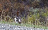 Tiere, Vögel - Hühnervögel  Alpenschneehuhn 06.JPG