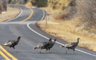 Tiere, Vögel - Hühnervögel Truthuhn_Meleagris gallopavo_Wild Turkey 03.JPG