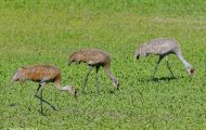Tiere, Vögel - Kranichvögel  Kanadakranich_Grus canadensis_Sandhill Crane 02.JPG