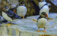 Tiere, Vögel - Regenpfeiferartige Vögel  Hornlund_Fratercula corniculata_Horned Puffin 05.JPG