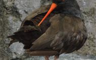 Tiere, Vögel - Regenpfeiferartige Vögel  Klippenausternfischer_Haematopus bachmani_ 01 (1).JPG