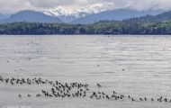 Tiere, Vögel - Regenpfeiferartige Vögel  Trottellumme_Uria aalge_Common Murre 06.JPG