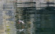 Tiere, Vögel - Regenpfeiferartige Vögel  Trottellumme_Uria aalge_Common Murre 09.JPG