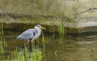 Tiere, Vögel - Ruderfüßer  Graureiher_Ardea cinerea_Grey Heron 02.JPG