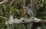 Tiere, Vögel - Ruderfüßer  Grünreiher_Butorides virescens_Green Heron 04.JPG