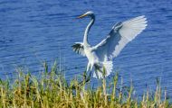 Tiere, Vögel - Ruderfüßer  Kanadareiher_Ardea herodias_Great White Heron 03.JPG