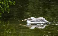 Tiere, Vögel - Ruderfüßer  Krauskopfpelikan_Pelecanus crispus_Dalmatian Pelican 03.JPG