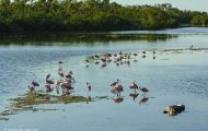 Tiere, Vögel - Ruderfüßer  Rosalöffler_Ajaia ajaja_Roseate Spoonbill 03.JPG