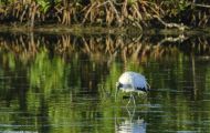 Tiere, Vögel - Schreit- und Storchenvögel  Waldstorch_Mycteria americana_Wood Stork 07.JPG