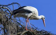 Tiere, Vögel - Schreit- und Storchenvögel  Weißstorch_Ciconia Ciconia_White Stork 06.JPG