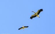 Tiere, Vögel - Schreit- und Storchenvögel  Weißstorch_Ciconia Ciconia_White Stork 07.JPG