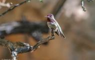 Tiere, Vögel - Seglervögel  Costakolibri_Calypte costae_Costas Hummingbird 03.JPG